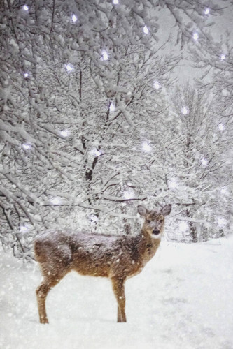 Led bild reh winterlandschaft - reh,